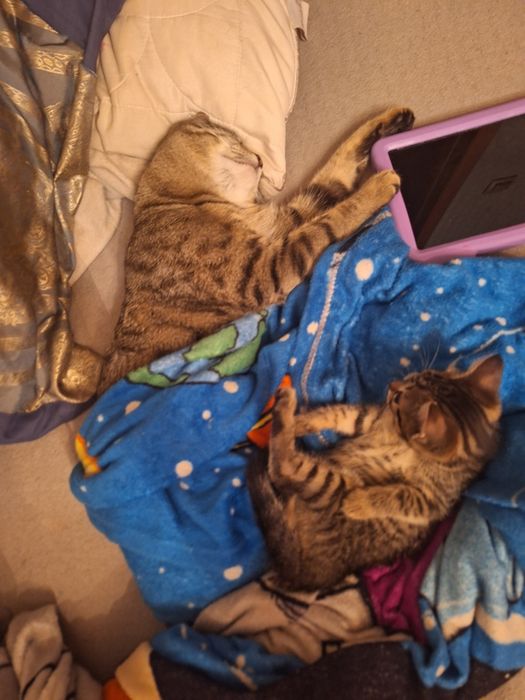 Отдам котят бесплатно