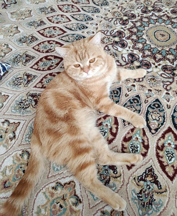 Skotish strayt shotland