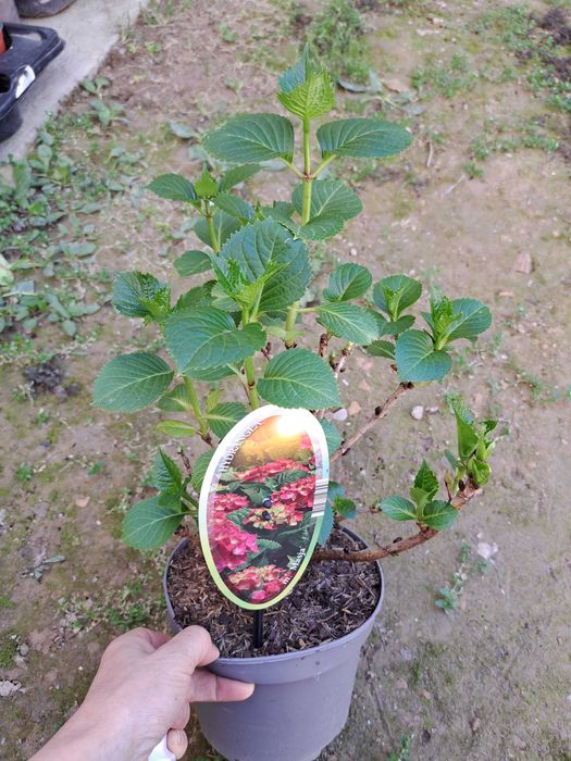 Gortenziya крупнолистный и метельчатый.