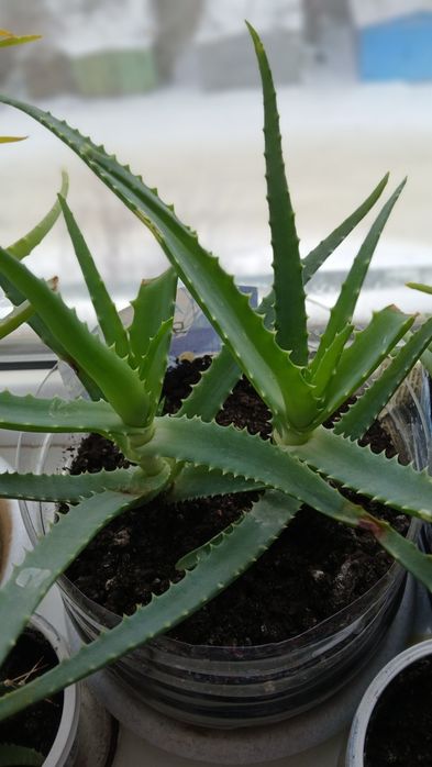 Комнатные растения.