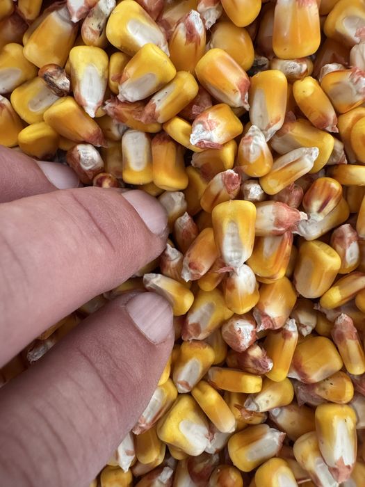 Vand porumb boabe 2025