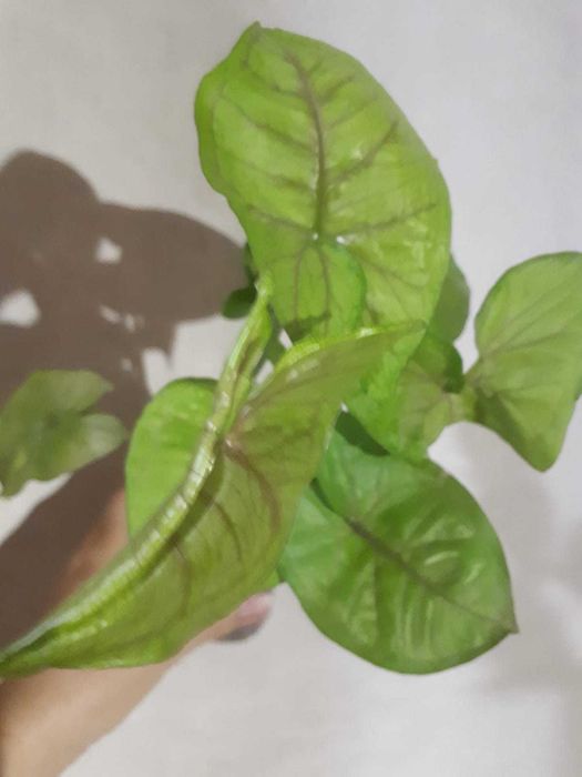 Сингониум Syngonium