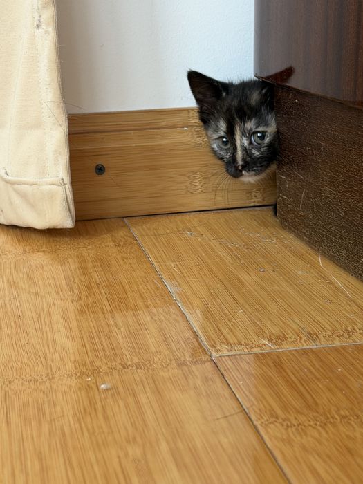 Отдам котенка в хорошие руки