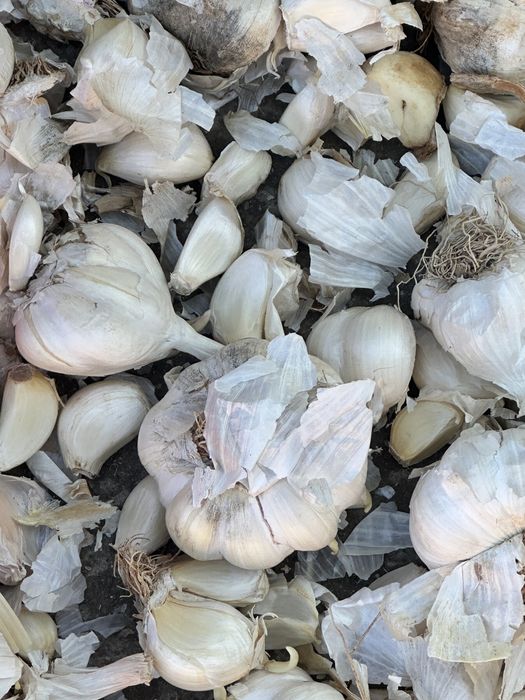 Usturoi pentru plantat certeficata