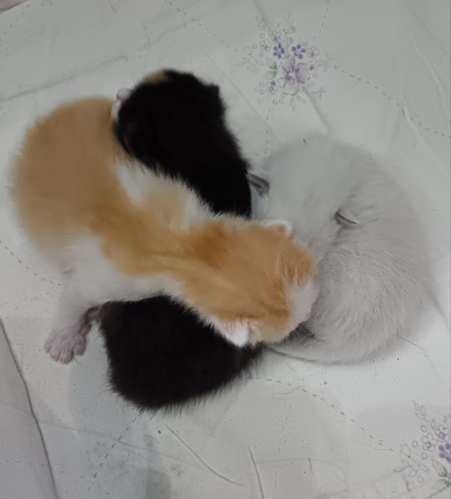 Продам котят (бронь)