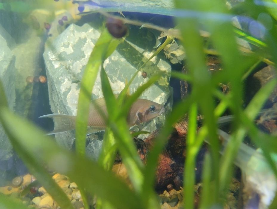 Продам или обменяю Принцесс Бурунди