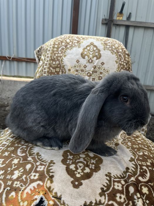 Продам кроликов , фб крольчата