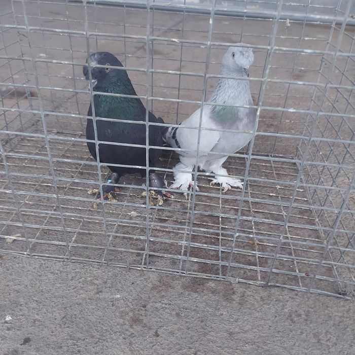 Такла насачуби  2 самец