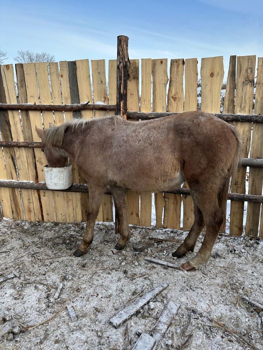 Обученный жеребчик