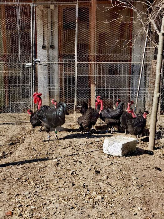 Oua Gat Golas de Transilvania