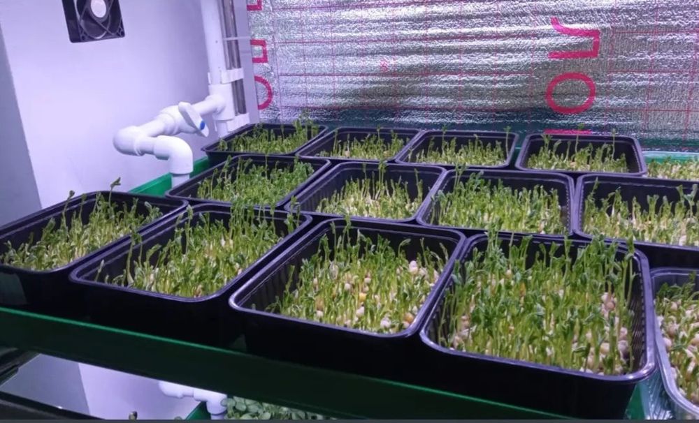 Гидропоника, сити-ферма