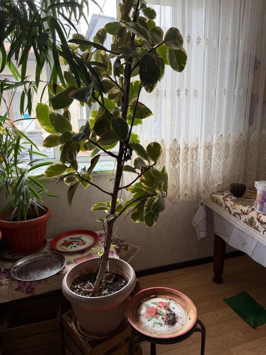 Продам горшок Фикус
