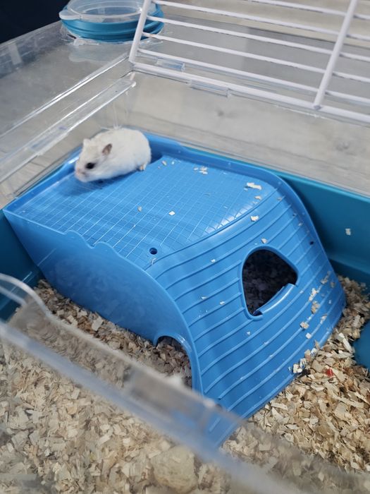 Hamster pitic cu cusca