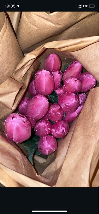 Тюльпаны 7 расцветки