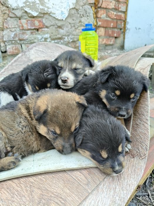 Отдам щенков в хорошие руки
