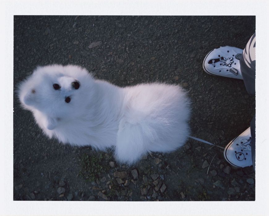 Немецкий щпиц белый