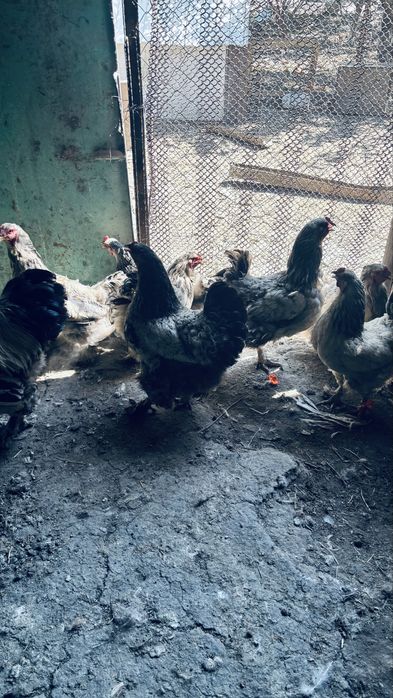 Продам кур с петухаом полубрамы