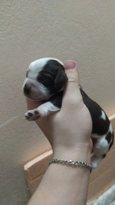 Спаниель  1 месяц