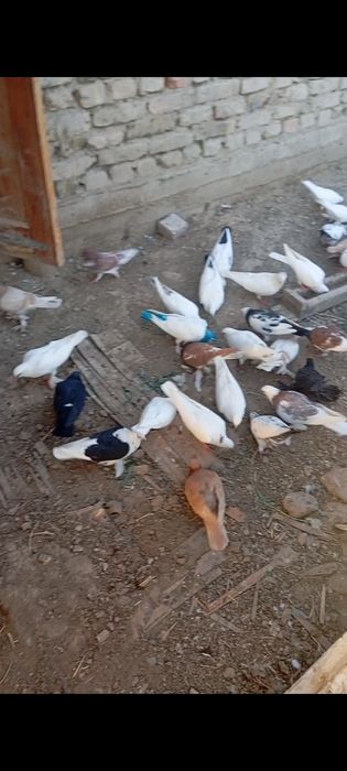 Кептерлер сатылады.