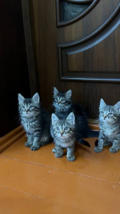 Котята чистые домашние, мама сиамская