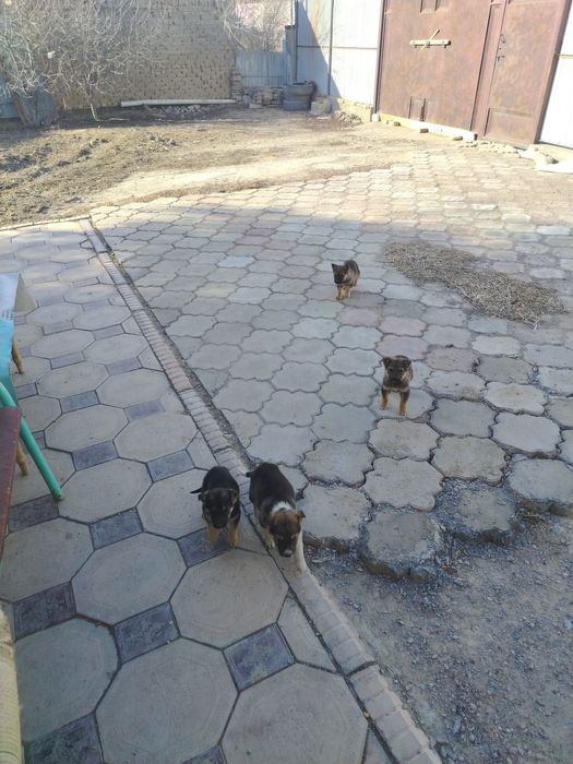 Щенки овчарки 15000тг