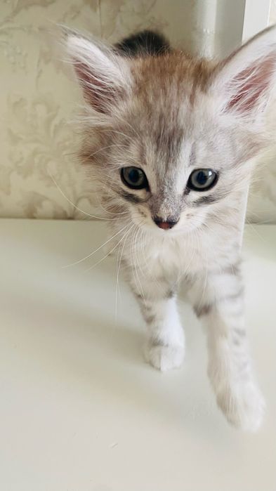 Продам котенка 1,5 месяца
