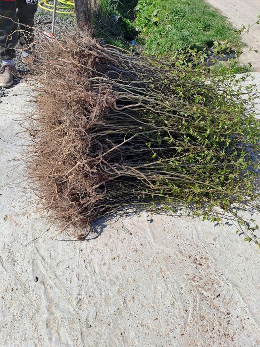 Vând gard viu  toate soiurile