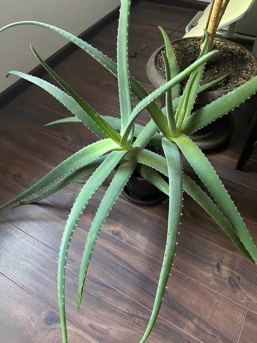 Aloe Vera in ghiveci, inaltime H45-75 cm