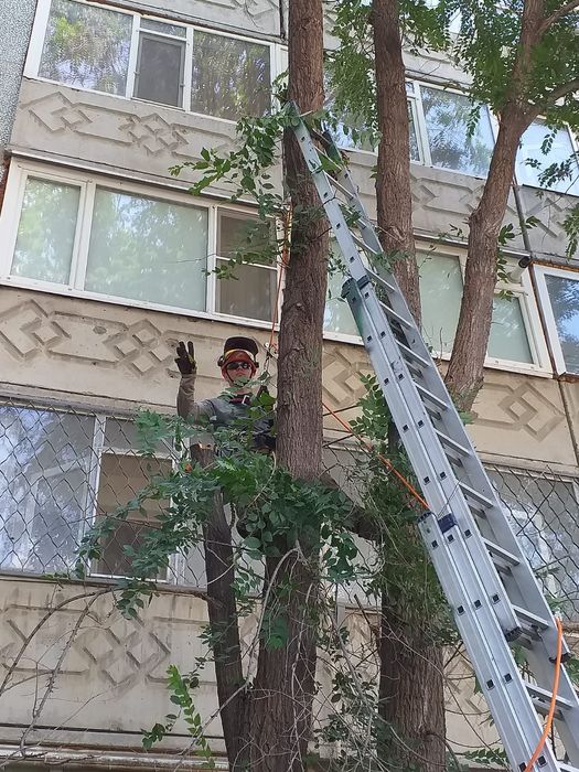 Обрезка плодовых деревьев