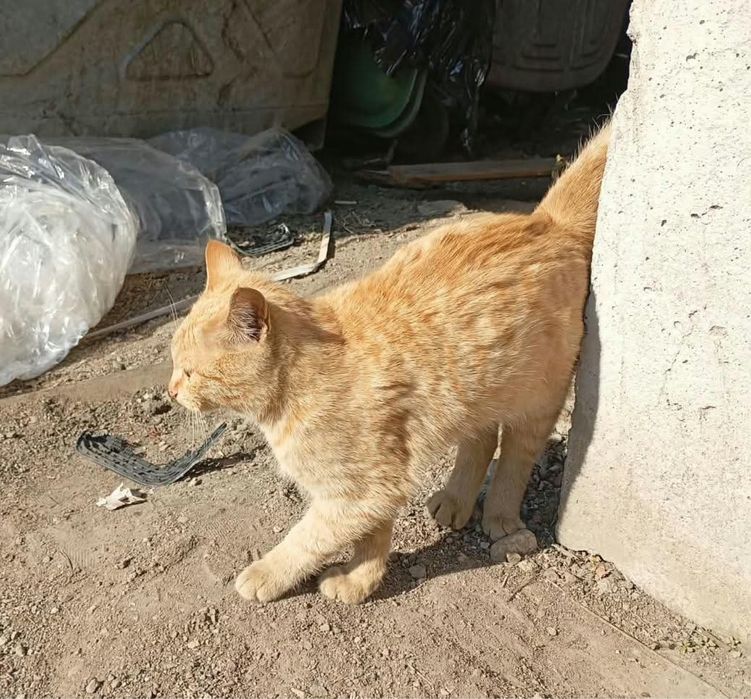 Котенок в добрые руки