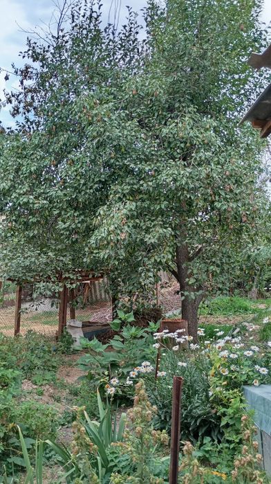 Продам два дома.