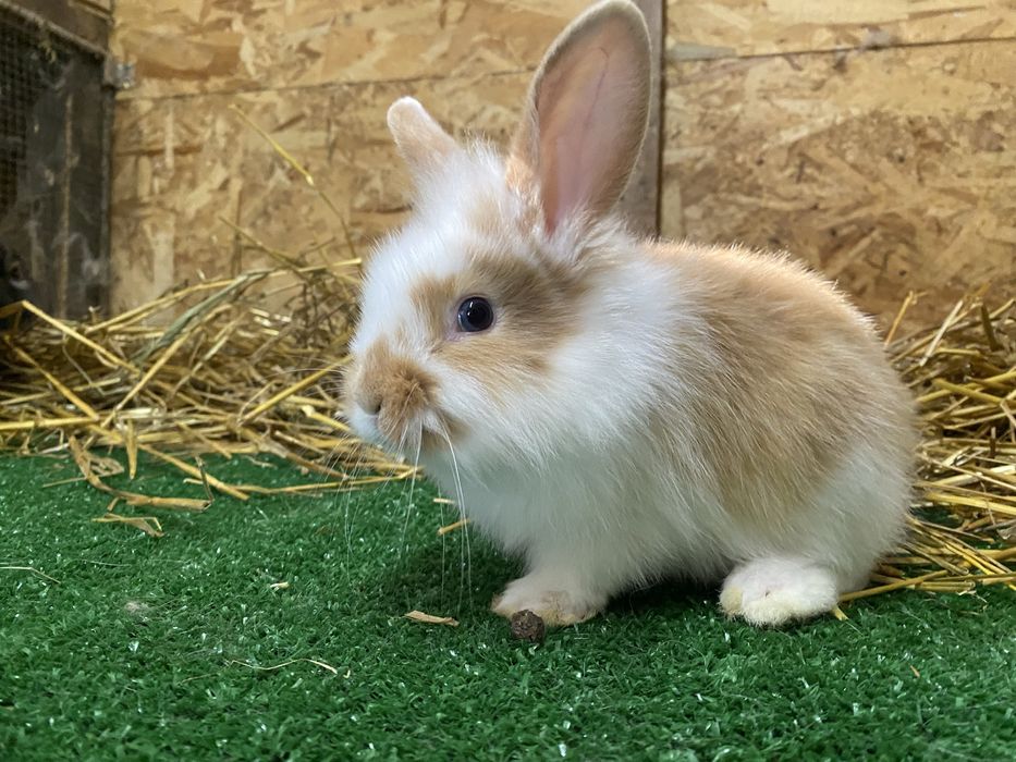 Iepuri de companie pitici cap de leu