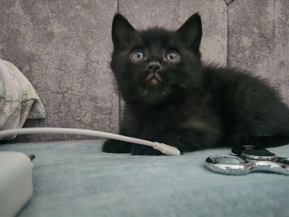 Продаются домашние котята