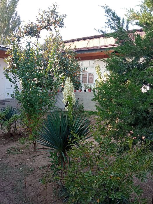 Malika bozor oldidan 6.5 sotix yer hisobida sotiladi