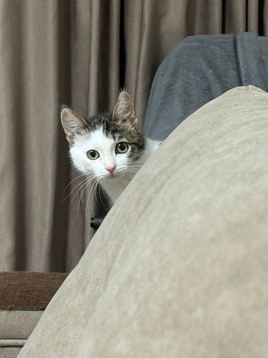 Пушистый комочек счастья ищет дом, маленькая девочка)