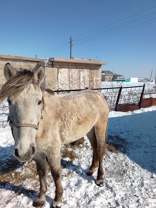 Жас бие сатылады