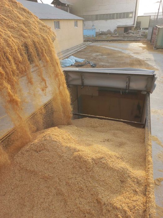 Шоли почок йетказиб берамиз