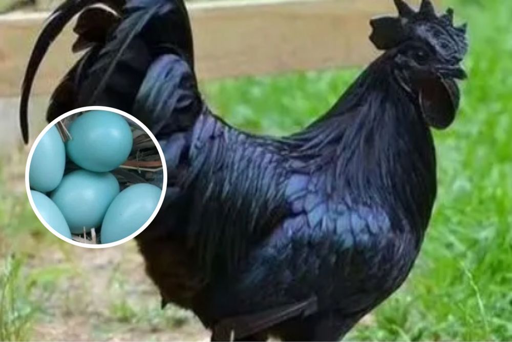 Инкубационные яйца Ухейилюй