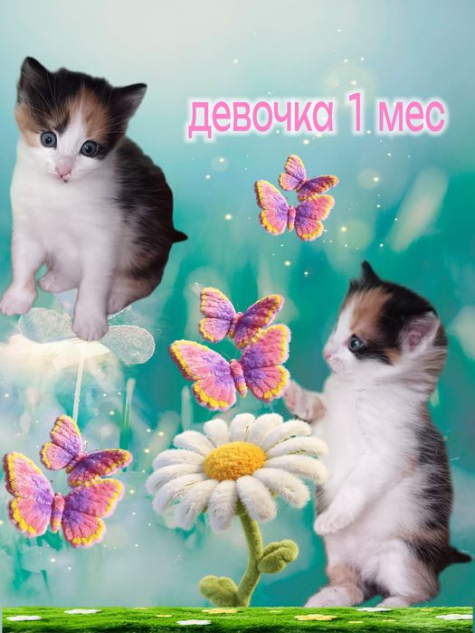 В любящие руки Котёнок девочка 1 месяц