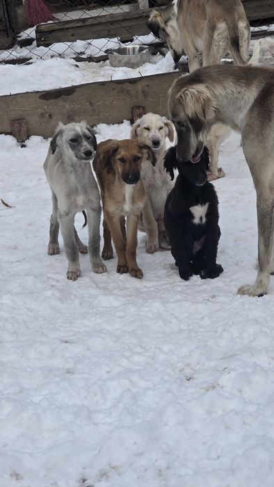 Тазы күшіктер / щенки тазы