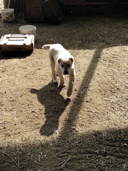 Собака САО мальчик