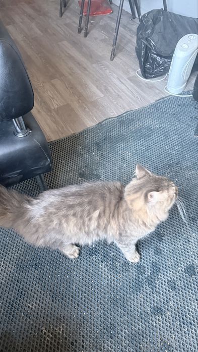 Мейкун в добрые руки кот