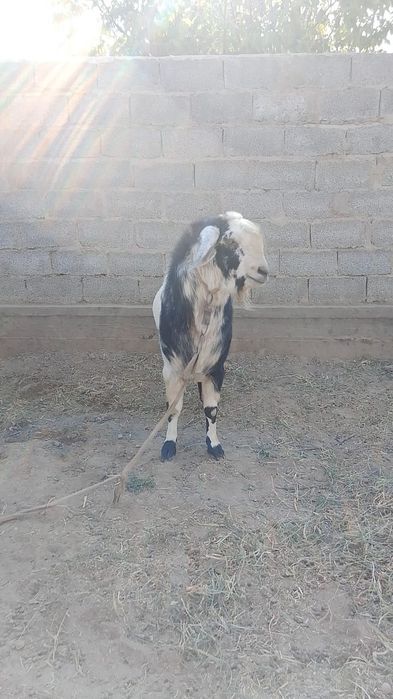 Козёл пародистый