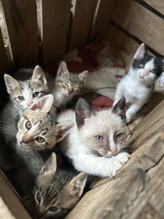 Donez pui de pisică 6 saptamani