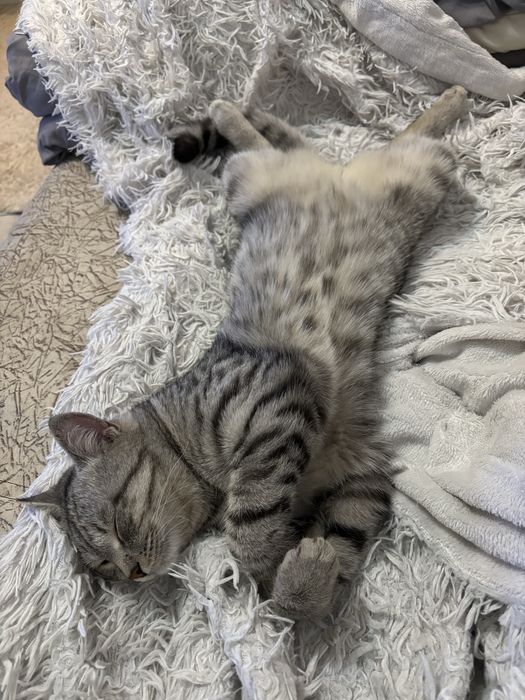 Отдам кота в добрые руки