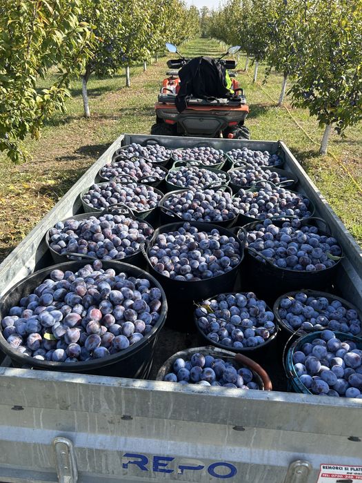 Prune de vanzare la 2 lei