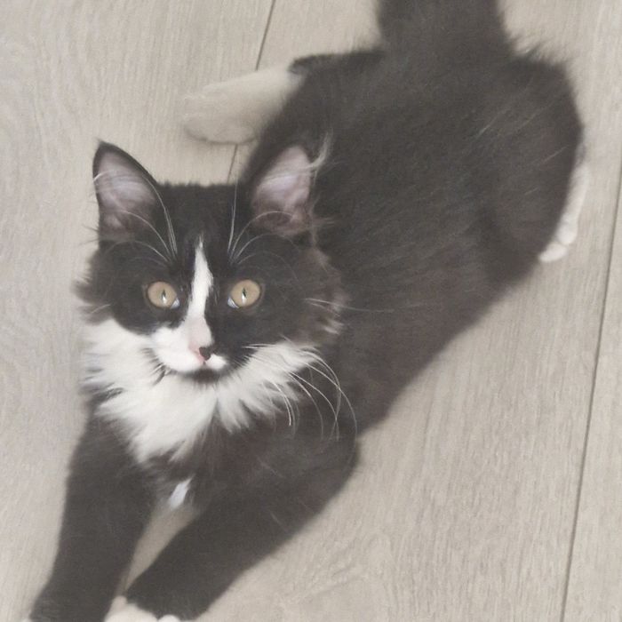 Котенок 3-4 месяца