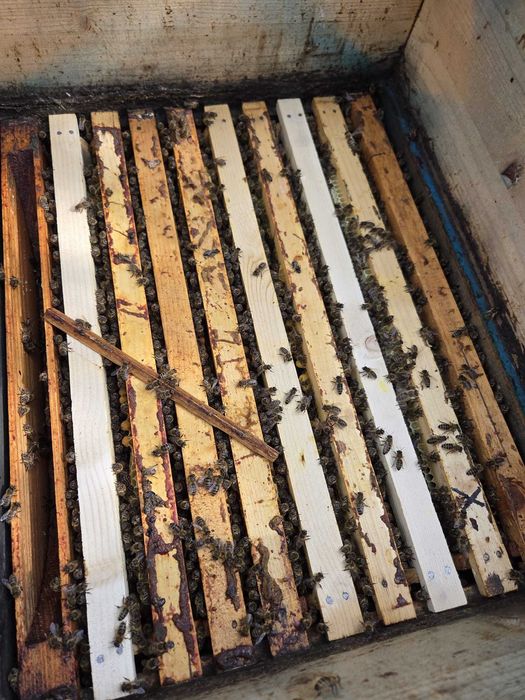 Vand 30 familii de albine pregatite pentru pastoral 0745160754