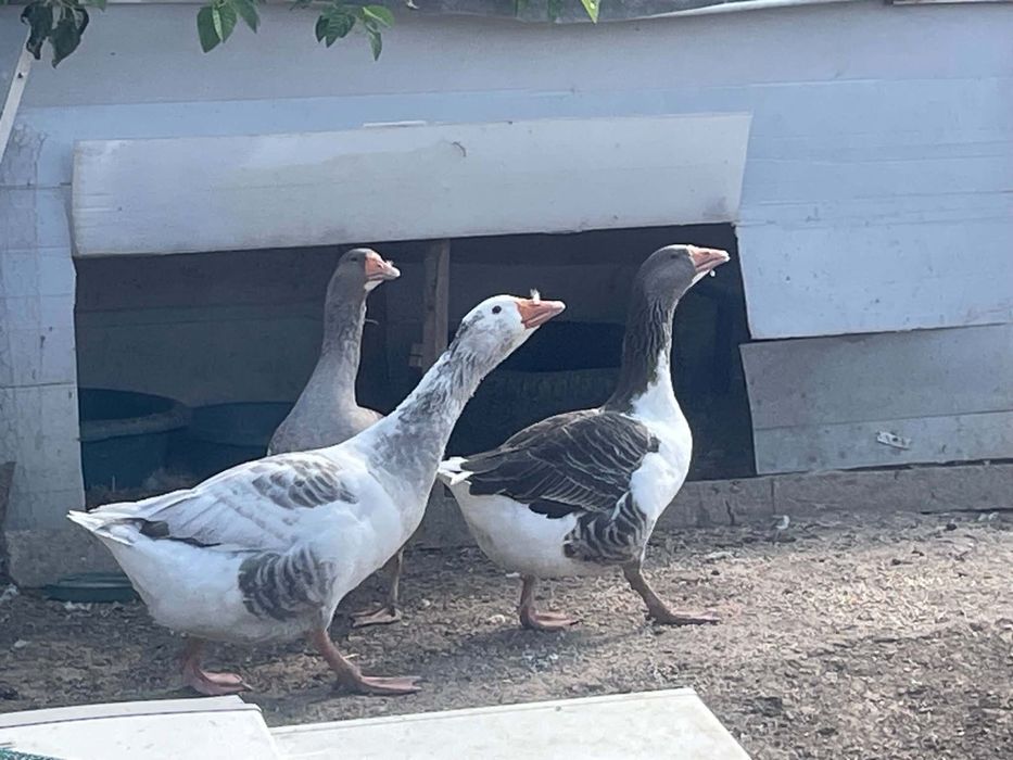 Vând 2 gâște și 1 gâscan de anu ăsta locația oporelu olt 150 bucata nu se dau separat