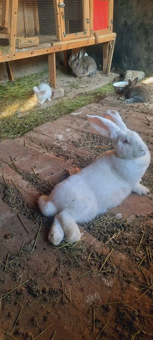 Продам крол фландр
